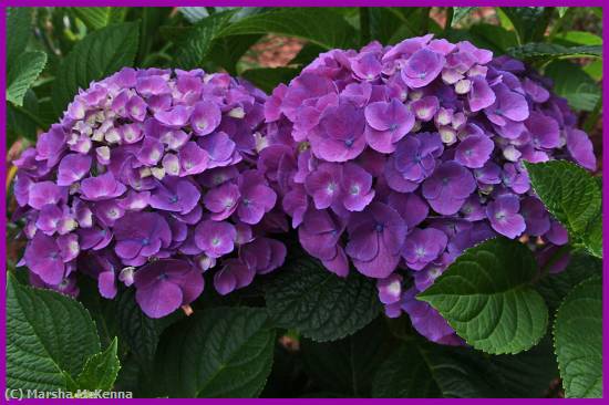 Missing Image: i_0059.jpg - Hydrangeas