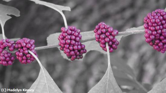 Missing Image: i_0060.jpg - Purple Beauty Bush