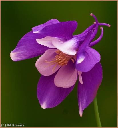 Missing Image: i_0063.jpg - Columbine