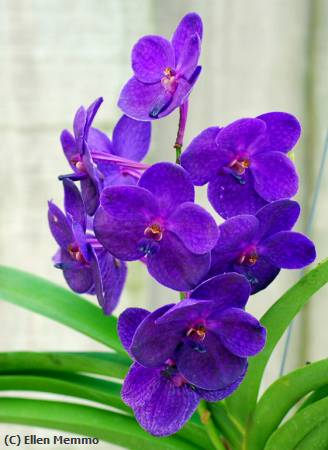 Missing Image: i_0065.jpg - Purple Orchid
