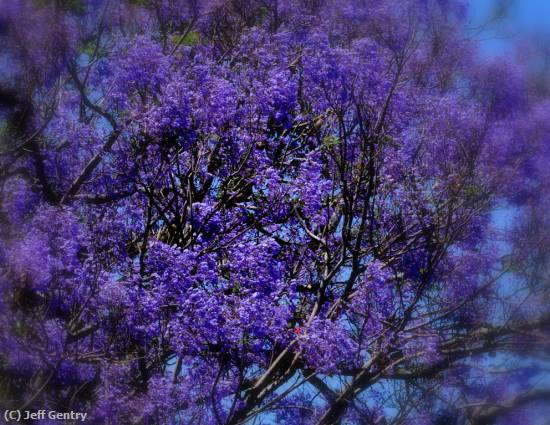 Missing Image: i_0070.jpg - Jacaranda In Bloom