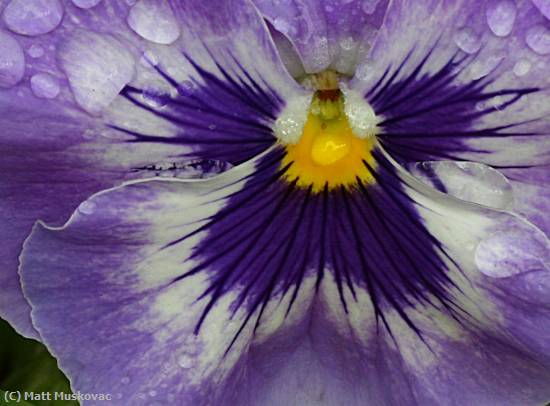 Missing Image: i_0072.jpg - Purple Pansy