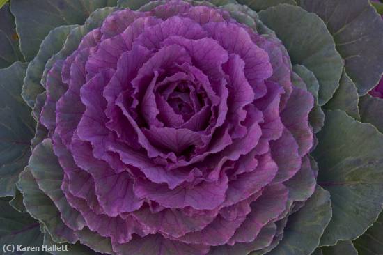 Missing Image: i_0073.jpg - ORNAMENTAL CABBAGE