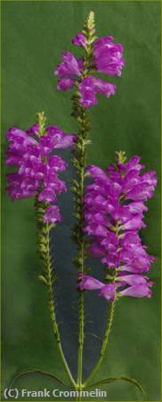 Missing Image: i_0078.jpg - Purple Flower
