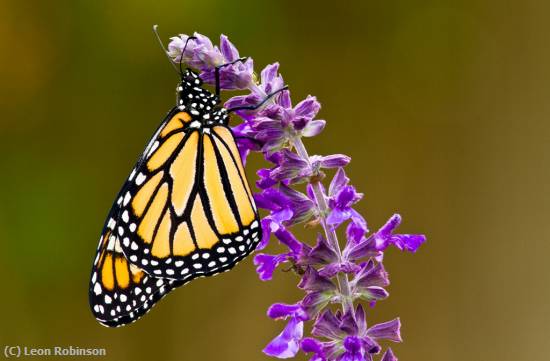 Missing Image: i_0005.jpg - Late Season Monarch