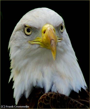 Missing Image: i_0007.jpg - Eagel Eyes