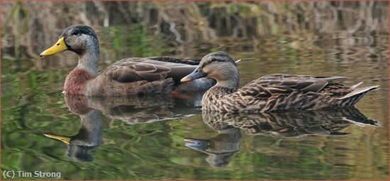 Missing Image: i_0012.jpg - American Black Ducks