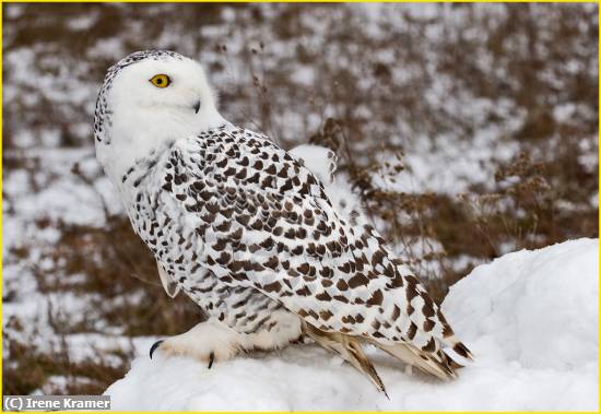 Missing Image: i_0016.jpg - Female Snowy Owl