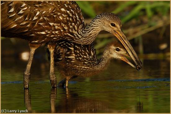 Missing Image: i_0018.jpg - Limpkin Feeding Its Young