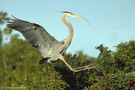 Missing Image: i_0038.jpg - Building a Nest