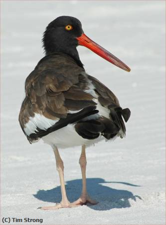 Missing Image: i_0042.jpg - American Oystercatcher