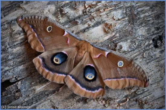 Missing Image: i_0045.jpg - Polyphemus Moth on Birch