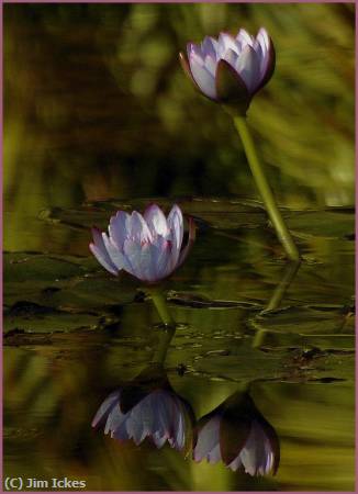 Missing Image: i_0046.jpg - Pair of Lillies