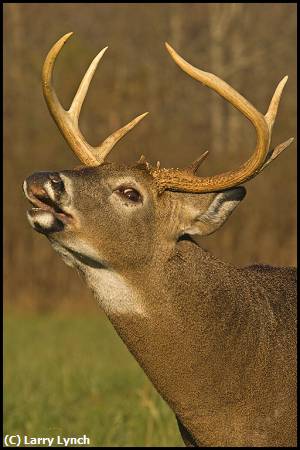 Missing Image: i_0048.jpg - White Tail Buck