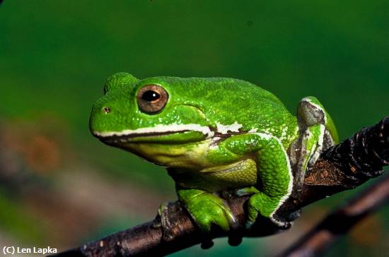 Missing Image: i_0057.jpg - Tree Frog