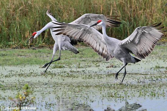 Missing Image: i_0066.jpg - Sandhill Cranes