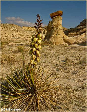Missing Image: i_0071.jpg - Desert Yucca