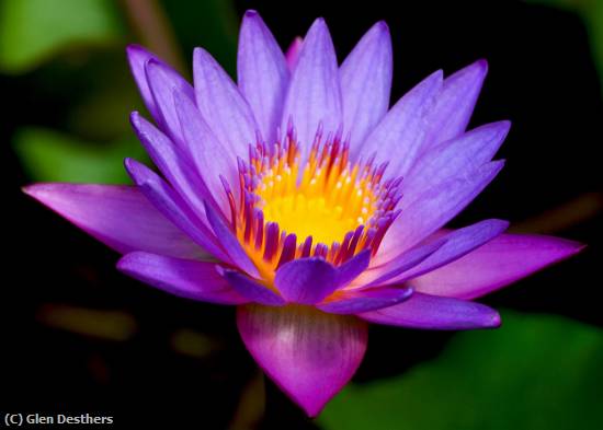 Missing Image: i_0078.jpg - Water Lily