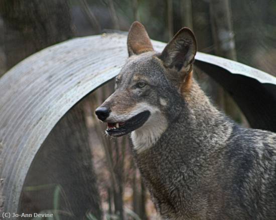 Missing Image: i_0079.jpg - Florida Red Wolf