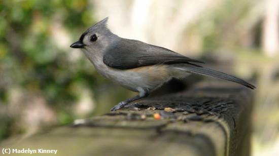 Missing Image: i_0028.jpg - Tufted Titmouse