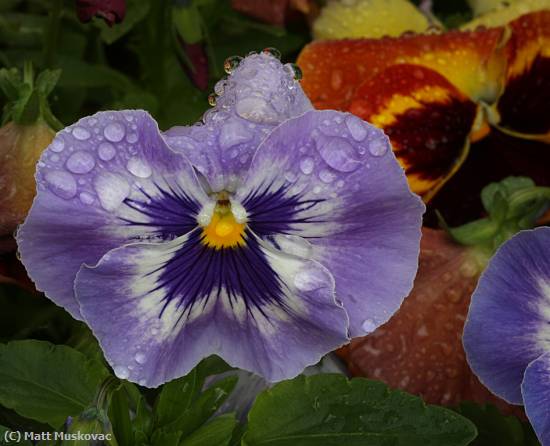 Missing Image: i_0035.jpg - Pansies