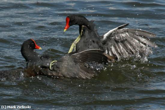 Missing Image: i_0039.jpg - Moorhen Fight