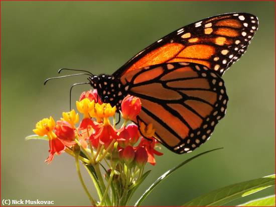 Missing Image: i_0042.jpg - Monarch-gathers-nector