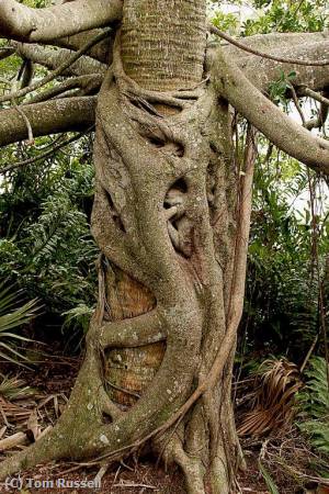Missing Image: i_0045.jpg - Classic Strangler Fig