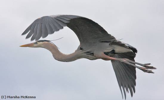 Missing Image: i_0053.jpg - Heron In Flight