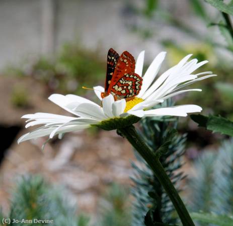 Missing Image: i_0057.jpg - Butterfly Daisy
