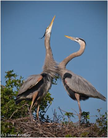 Missing Image: i_0059.jpg - Great Blue Herons Courtship