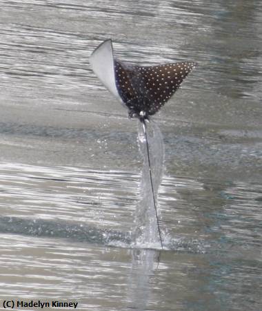 Missing Image: i_0061.jpg - Flying Stingray