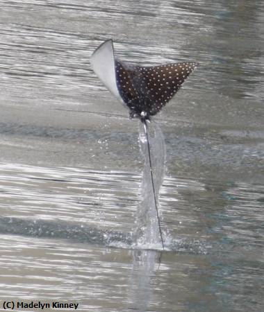 Missing Image: i_0061.jpg - Flying Stingray