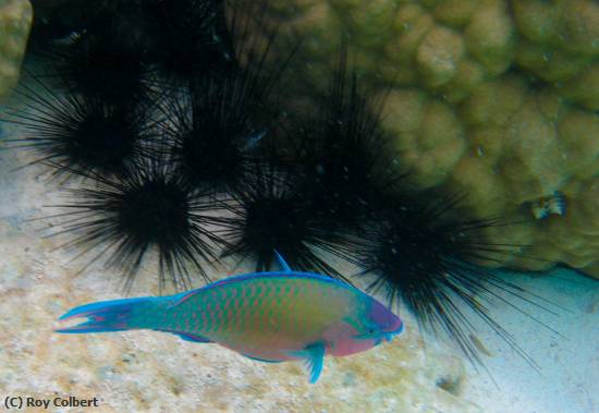 Missing Image: i_0063.jpg - Fish and Sea Urchins