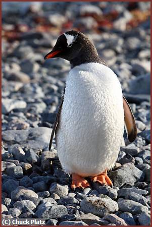 Missing Image: i_0066.jpg - Adelie Penguin