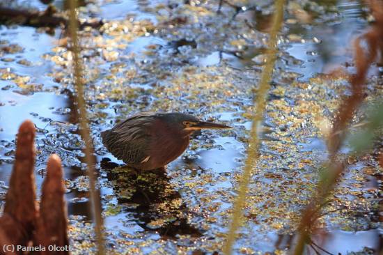 Missing Image: i_0067.jpg - Green-Heron