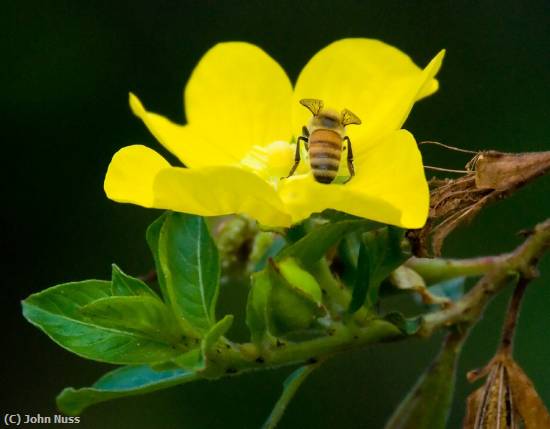 Missing Image: i_0070.jpg - Pollen Seeking