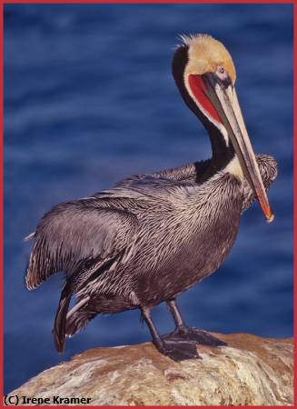 Missing Image: i_0072.jpg - CA Pelican Posturing