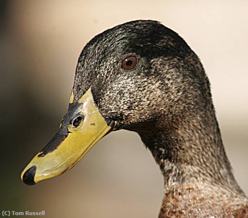 Missing Image: i_0076.jpg - Duck