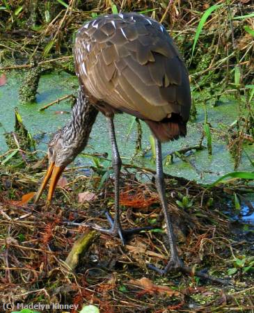 Missing Image: i_0079.jpg - Limpkin Snailing