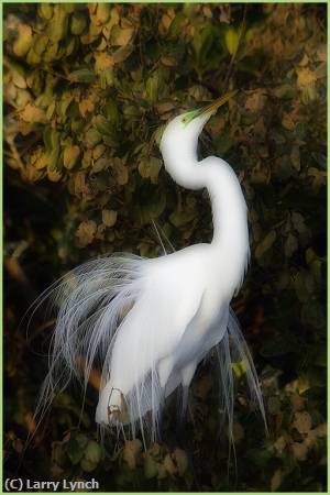 Missing Image: i_0080.jpg - Great Egret Courtship Display