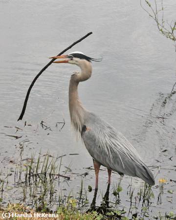 Missing Image: i_0081.jpg - Gathering for a Nest