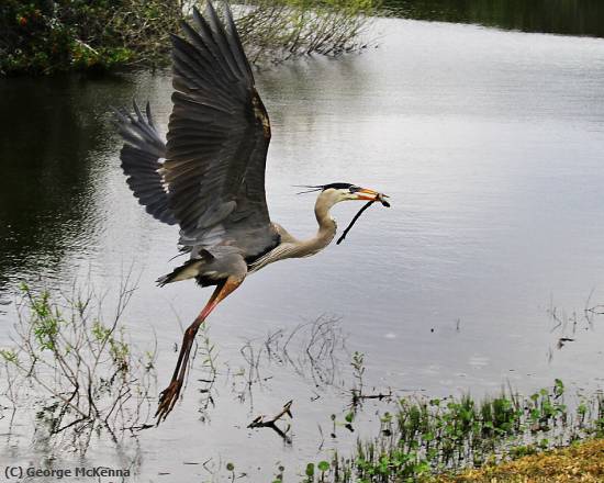 Missing Image: i_0082.jpg - Heron With Branch