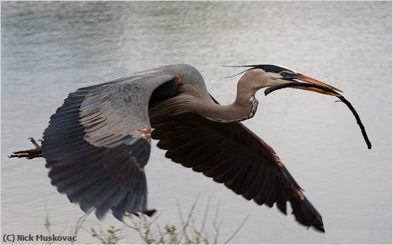 Missing Image: i_0087.jpg - Great Blue with Curved Stick