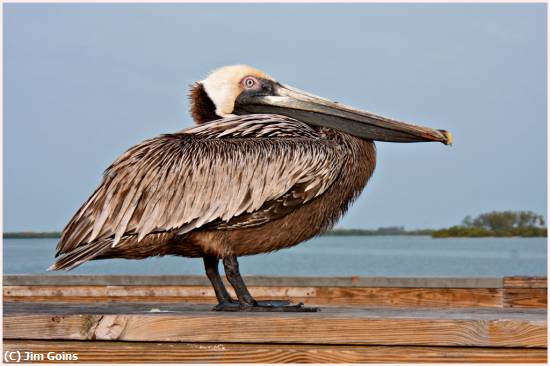 Missing Image: i_0088.jpg - Resting Pelican