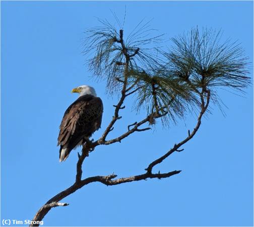 Missing Image: i_0003.jpg - Eagle Watch