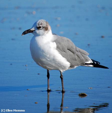 Missing Image: i_0008.jpg - Beach Day Bird