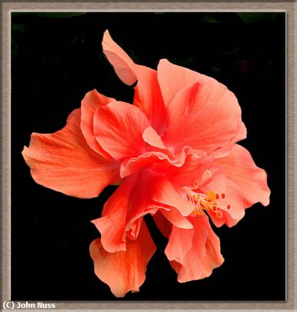 Missing Image: i_0016.jpg - Hibiscus