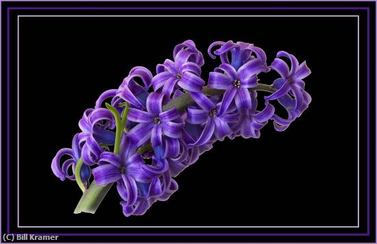Missing Image: i_0023.jpg - Hyacinths
