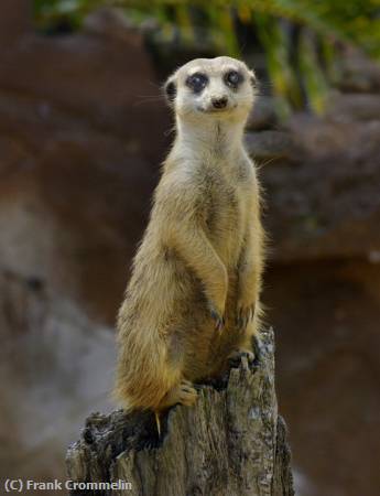 Missing Image: i_0037.jpg - Meerkat